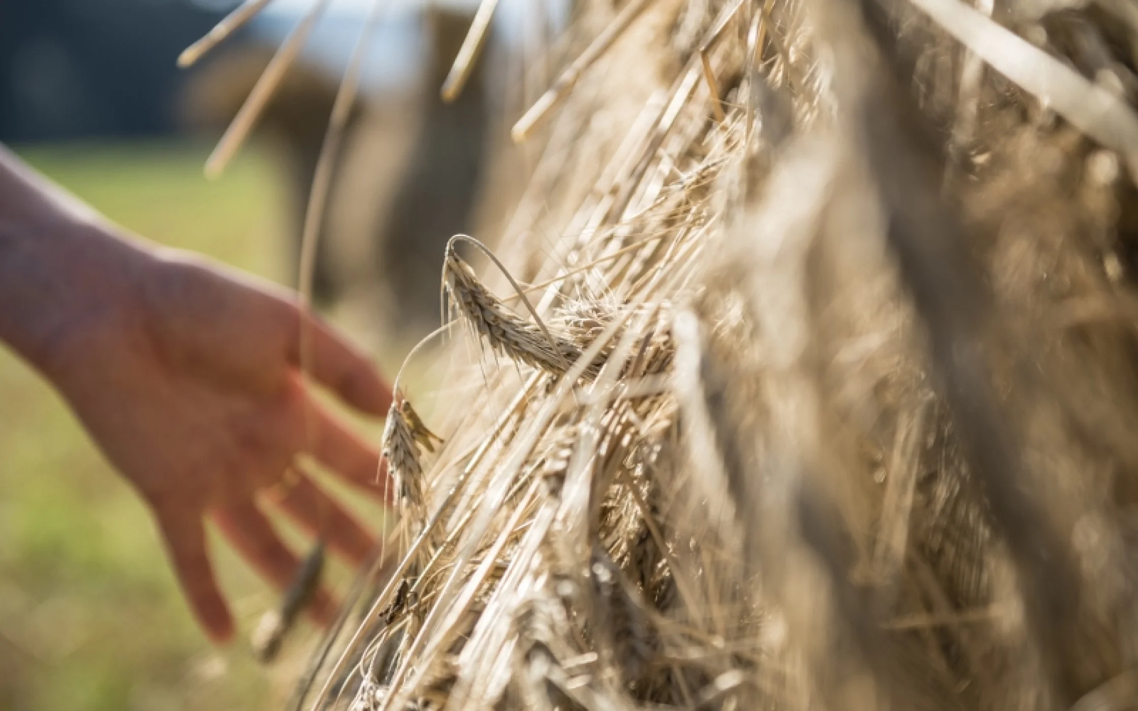 GetreideIDM Sdtirol Hannes Niederkofler_800x534.jpg